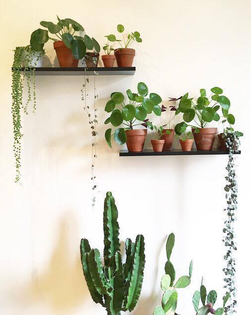 pilea