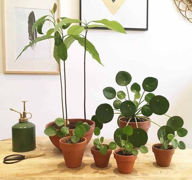 pilea