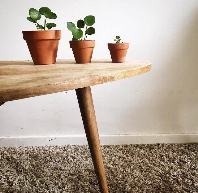 pilea