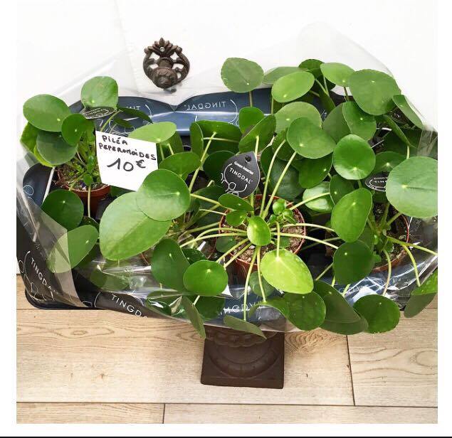 pilea