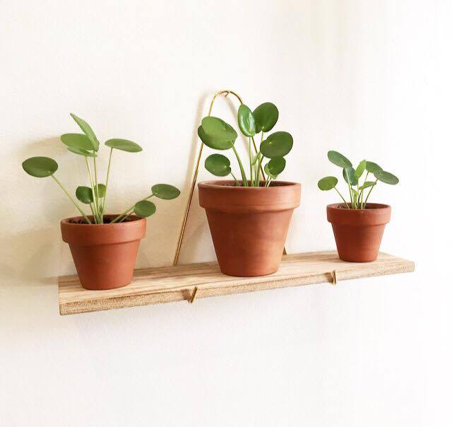 pilea