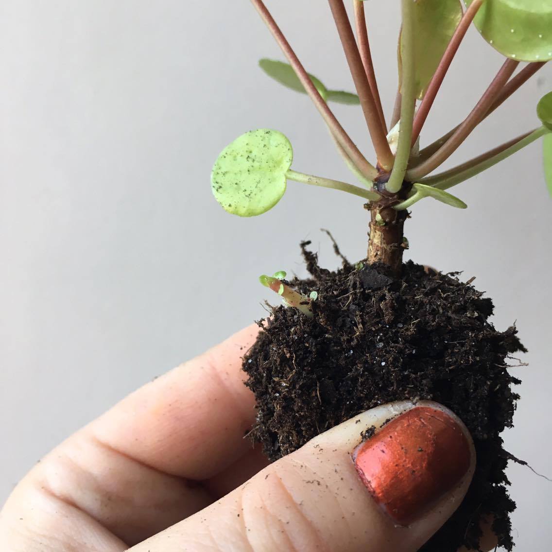 pilea peperomioides