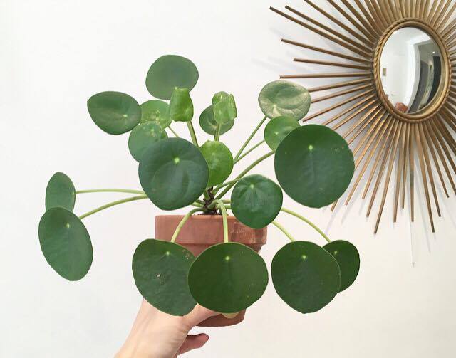 pilea