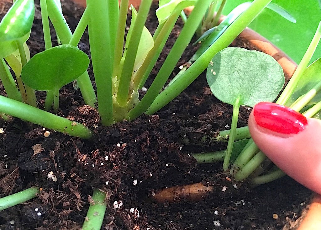 pilea