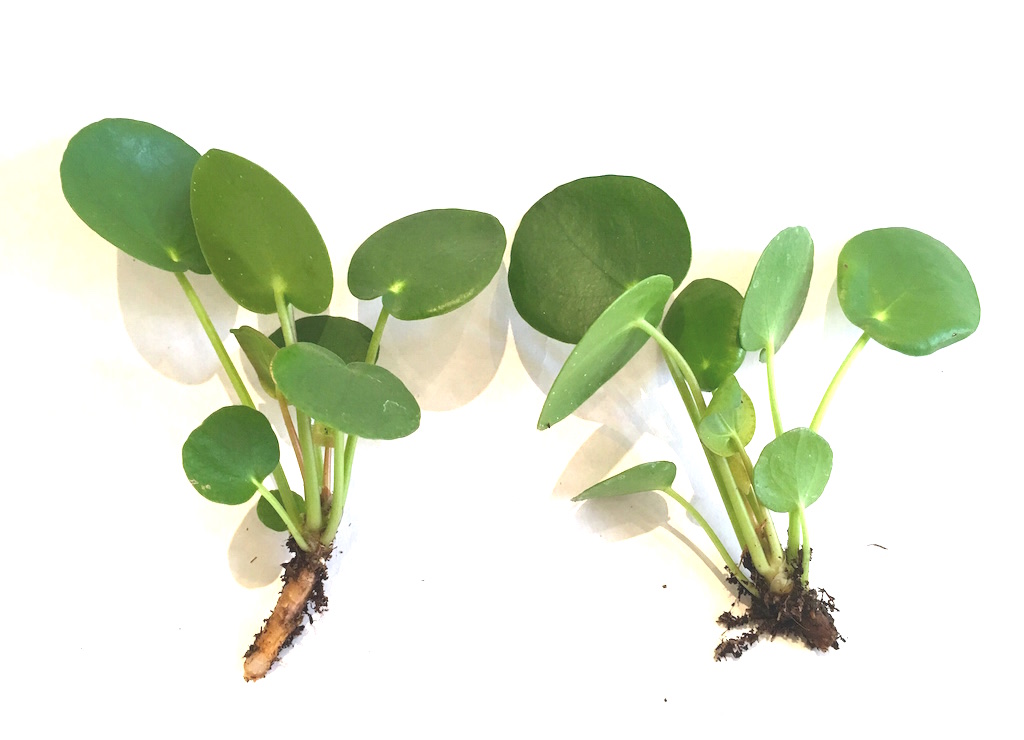 pilea