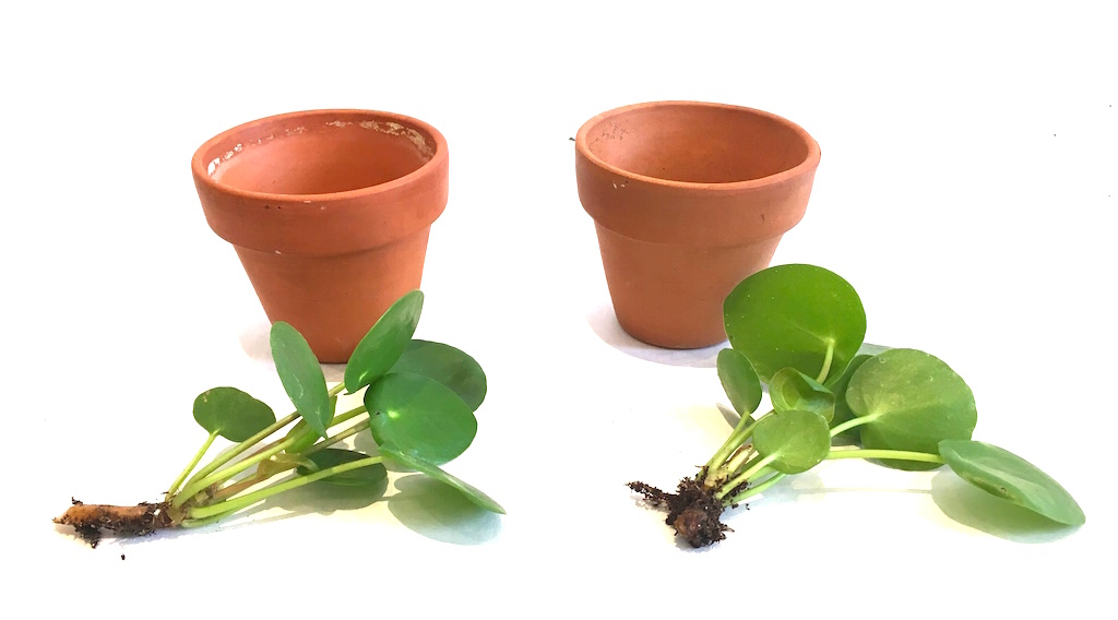 pilea