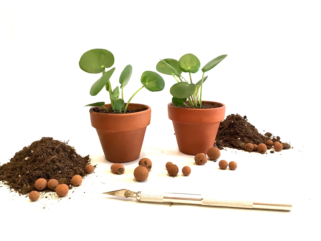 pilea