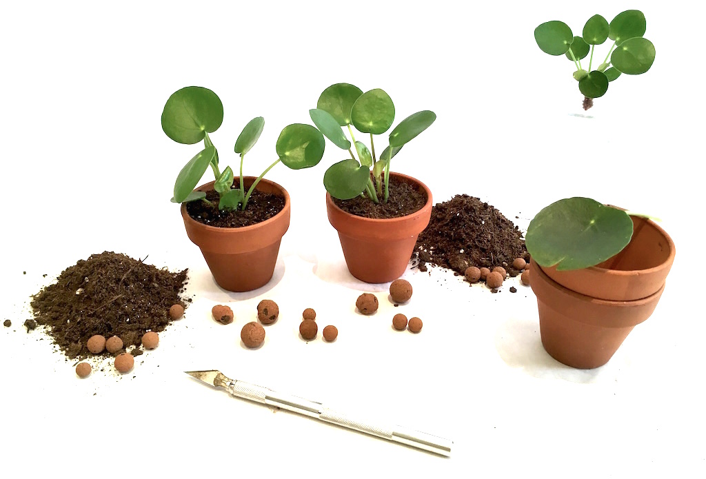pilea