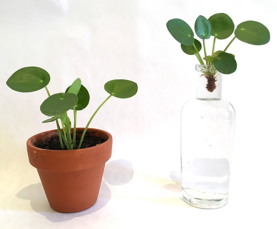 pileap peperomioides