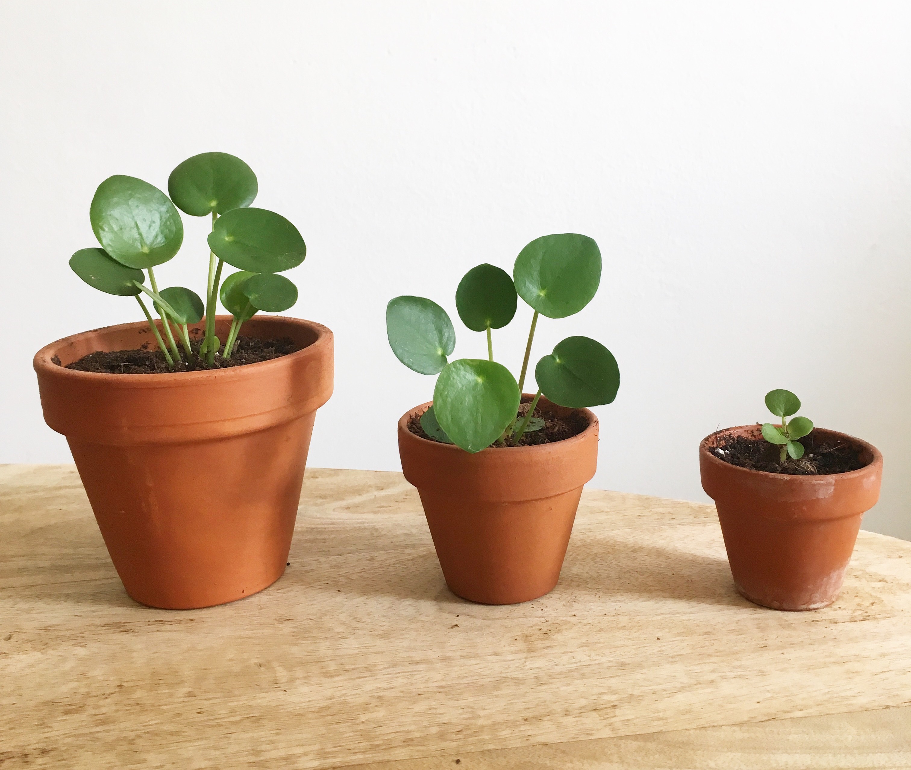pilea peperomioides