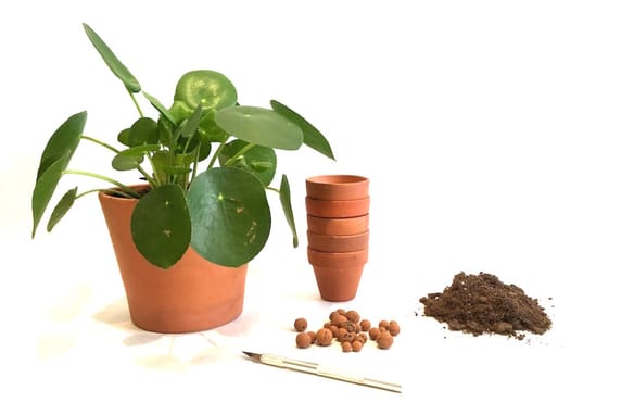 Comment bouturer un Pilea Peperomioides ?