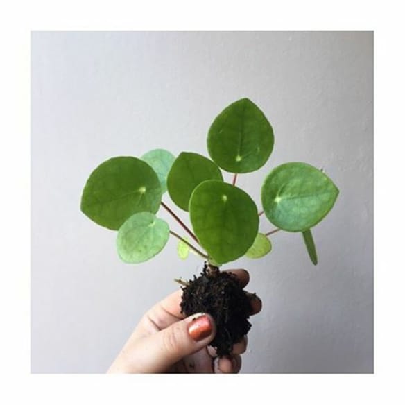 Le Pilea Peperomioides