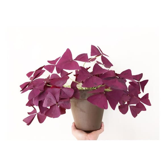 Oxalis Triangularis