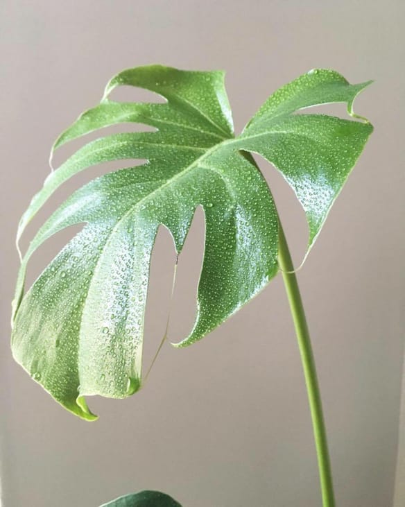 Comprendre les besoins de ses plantes d'intérieur.