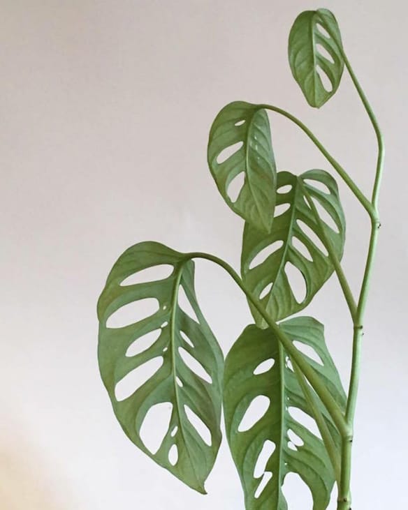 Monstera Adansonii