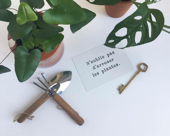 Guide de survie des plantes pendant les vacances .