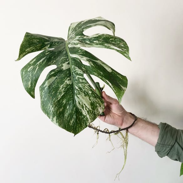 La folie des plantes panachées !