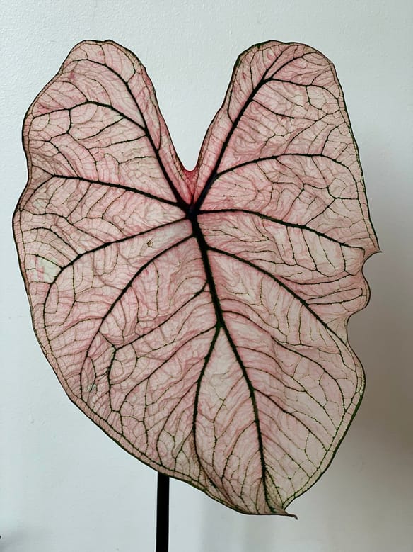 L'histoire du Caladium.