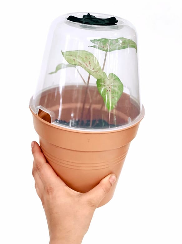 Comment faire germer et cultiver le Caladium.