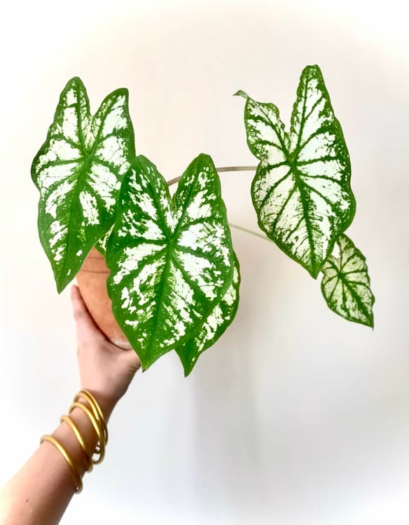 Qu'est ce qu'un Caladium?